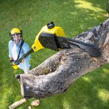 Professional Tree Removal and Landscaping Services in Ashland, PA